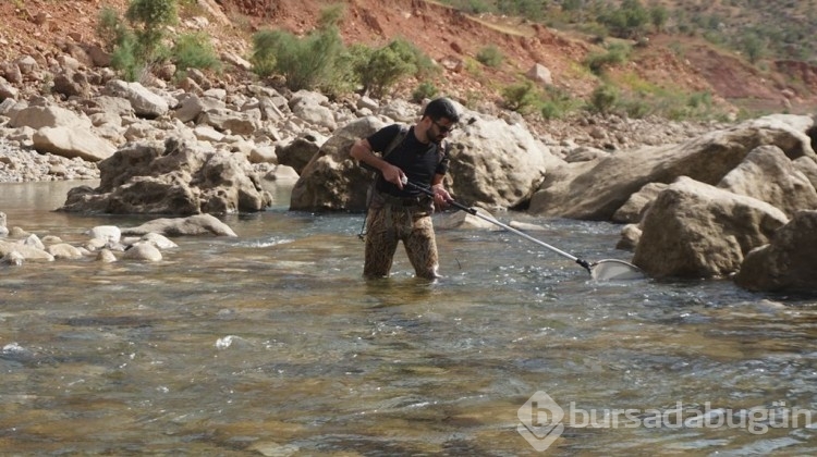 Türk bilim insanları, Siirt'te bu balığı arıyor!