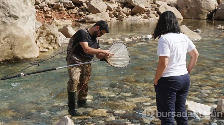 Türk bilim insanları, Siirt'te bu balığı arıyor!