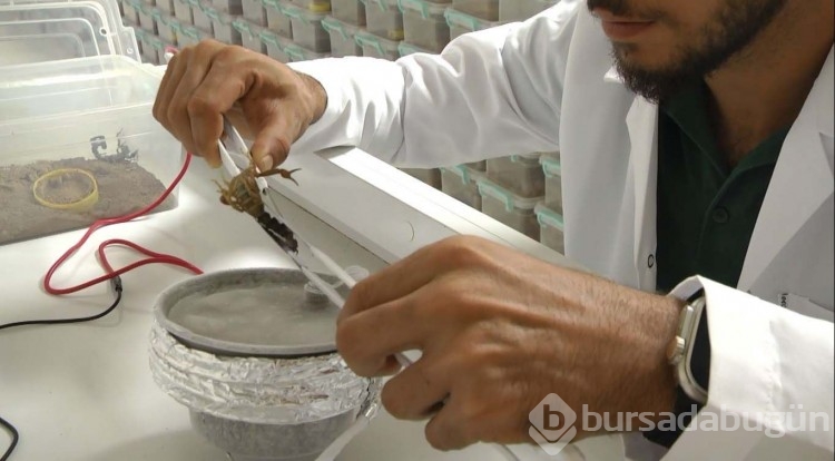 Babasının merakı zengin etti... Gramı küçük bir servet!