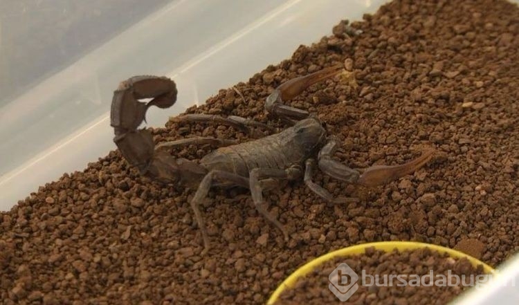 Şanlıurfa'da üretti, dünyanın dört bir yanına zehir satıyor! Litresi 10 milyon dolar...