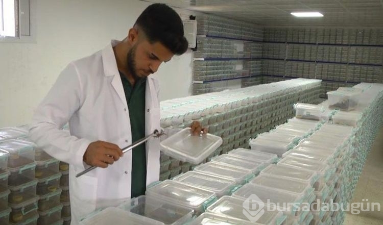 Şanlıurfa'da üretti, dünyanın dört bir yanına zehir satıyor! Litresi 10 milyon dolar...