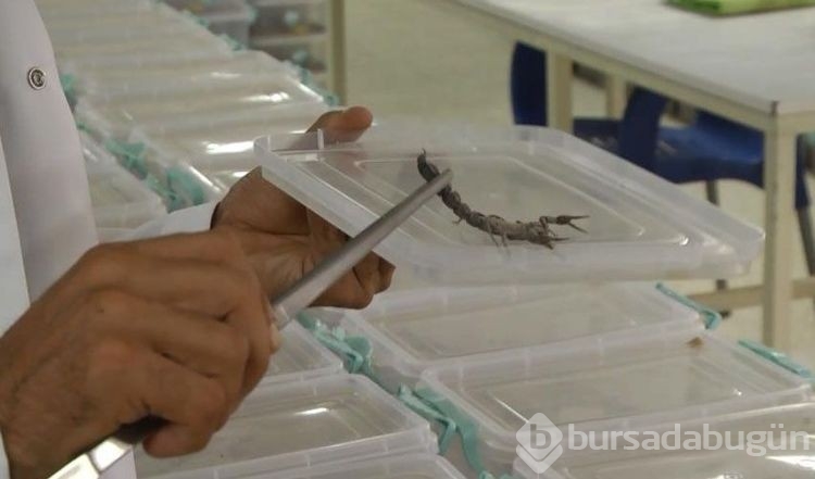 Şanlıurfa'da üretti, dünyanın dört bir yanına zehir satıyor! Litresi 10 milyon dolar...