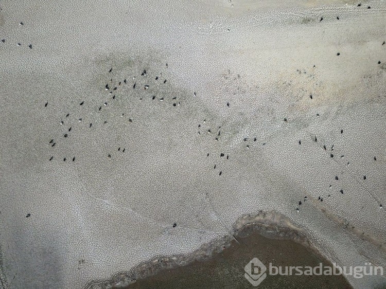 Bursa'da sulama barajı kurudu