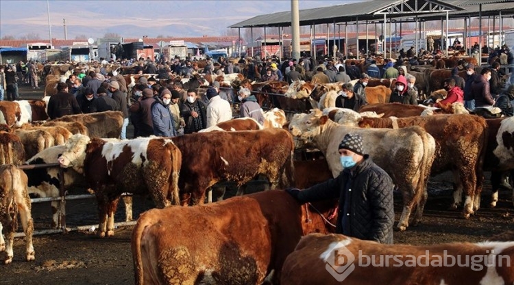 Türkiye'nin en büyük hayvan pazarı tekrar açılıyor! 