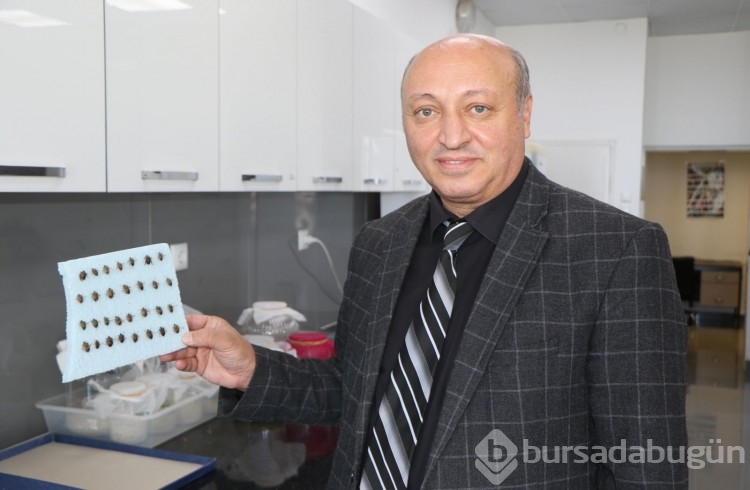 'Bu böcek görüldüğü yerde hemen imha edilmeli' 