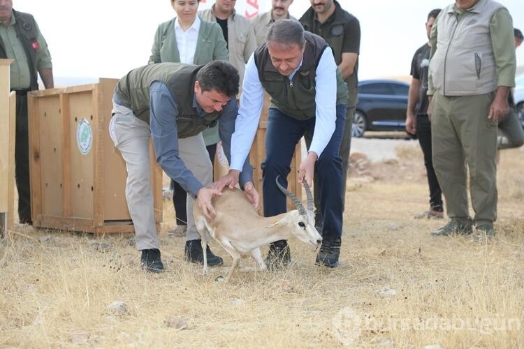 Şanlıurfa dağlarındaki ceylan sayısı 413'e ulaştı
