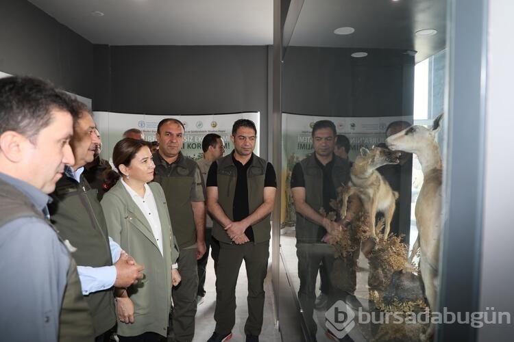 Şanlıurfa dağlarındaki ceylan sayısı 413'e ulaştı
