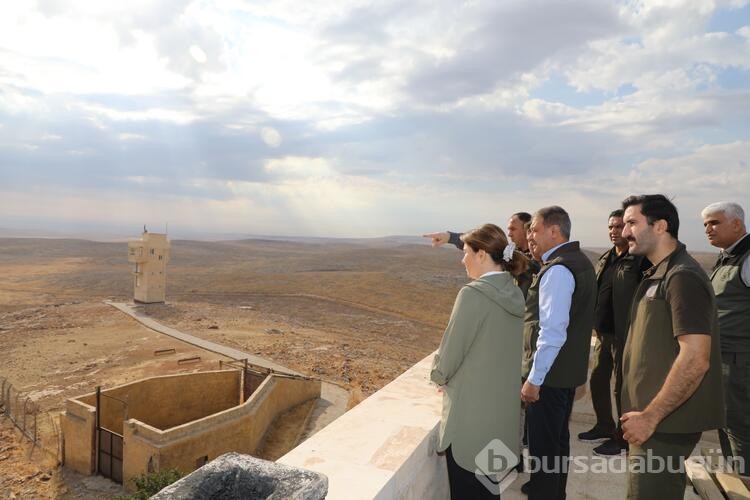 Şanlıurfa dağlarındaki ceylan sayısı 413'e ulaştı
