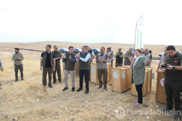 Şanlıurfa dağlarındaki ceylan sayısı 413'e ulaştı
