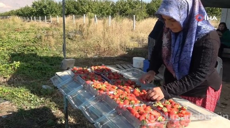 30 hektarlık alanda çilek ürettiler, şimdi de siparişlere yetişemiyorlar!