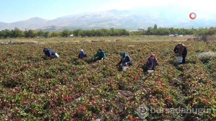 30 hektarlık alanda çilek ürettiler, şimdi de siparişlere yetişemiyorlar!