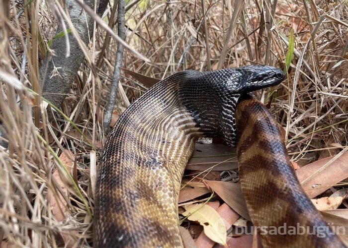 Yamyam piton! Hemcinsini 15 dakikada yuttu!
