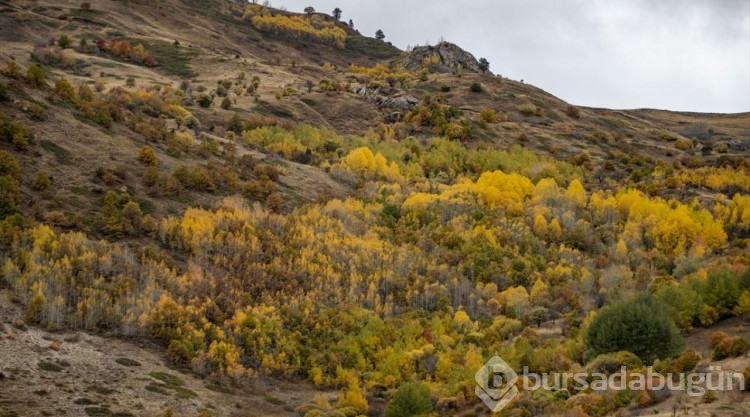 Kop Dağı'nda sonbahar
