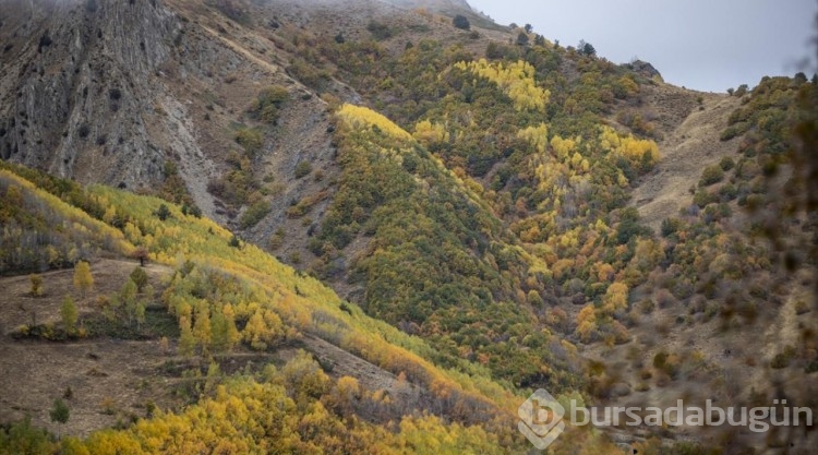 Kop Dağı'nda sonbahar
