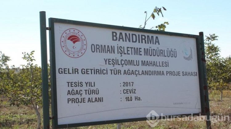 6 yıl önce 100 dönümde ekildi, ilçeye 16 milyon TL kazandırdı!