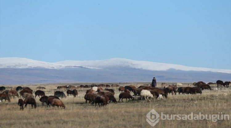 Kars ve Ağrı'da soğuk hava, yükseklerinde ise kar etkili oldu
