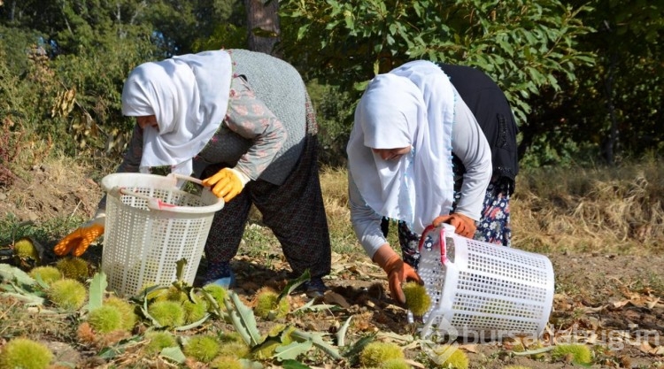 Manisa Demirci'de kestane hasadı başladı