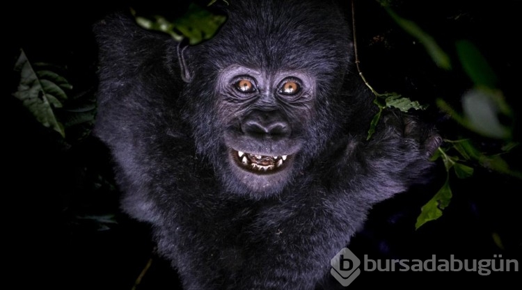 Uganda'da yağmur ormanlarındaki 17 bireyli goril ailesi görüntülendi