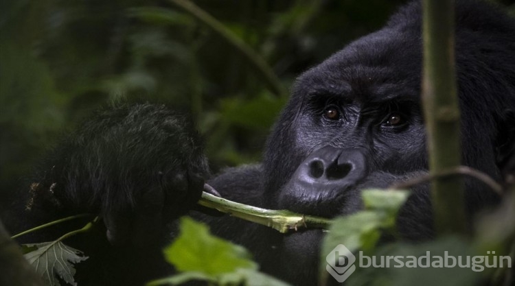 Uganda'da yağmur ormanlarındaki 17 bireyli goril ailesi görüntülendi
