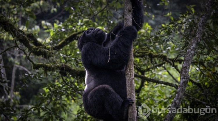 Uganda'da yağmur ormanlarındaki 17 bireyli goril ailesi görüntülendi