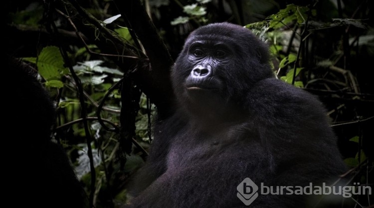 Uganda'da yağmur ormanlarındaki 17 bireyli goril ailesi görüntülendi