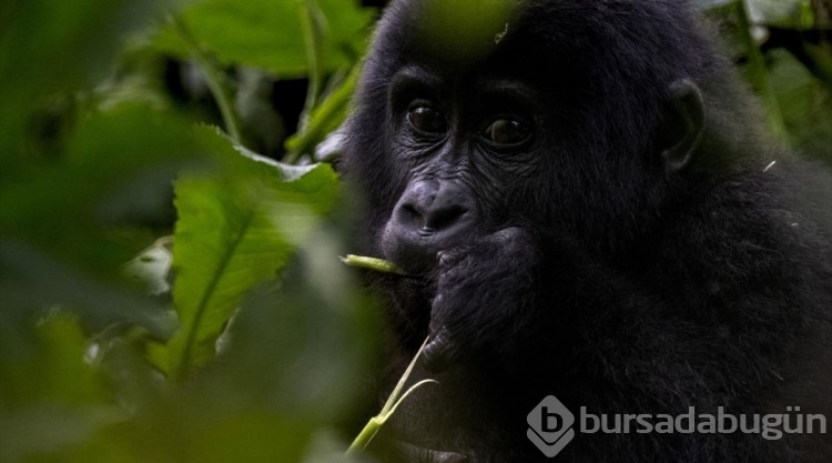 Uganda'da yağmur ormanlarındaki 17 bireyli goril ailesi görüntülendi