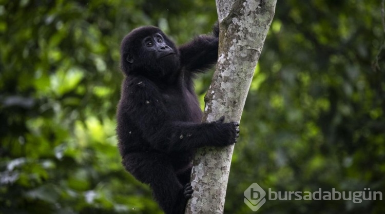 Uganda'da yağmur ormanlarındaki 17 bireyli goril ailesi görüntülendi