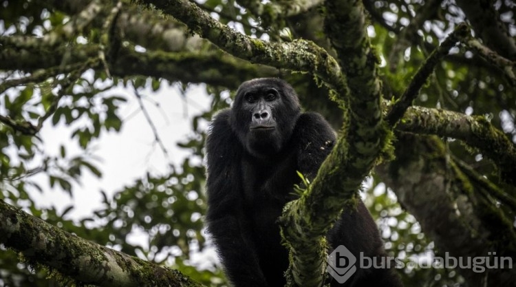 Uganda'da yağmur ormanlarındaki 17 bireyli goril ailesi görüntülendi