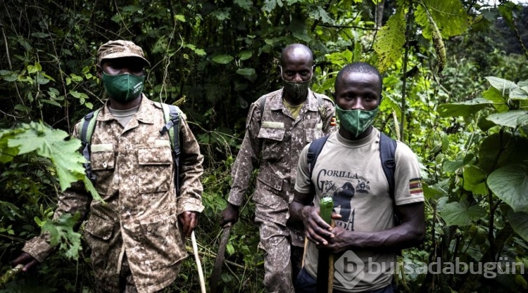 Uganda'da yağmur ormanlarındaki 17 bireyli goril ailesi görüntülendi