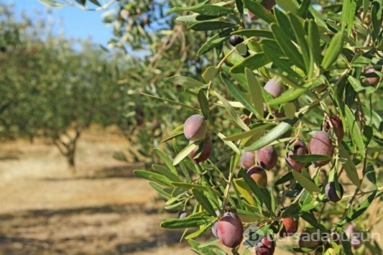 Marmarabirlik zeytin alım fiyatlarını açıkladı
