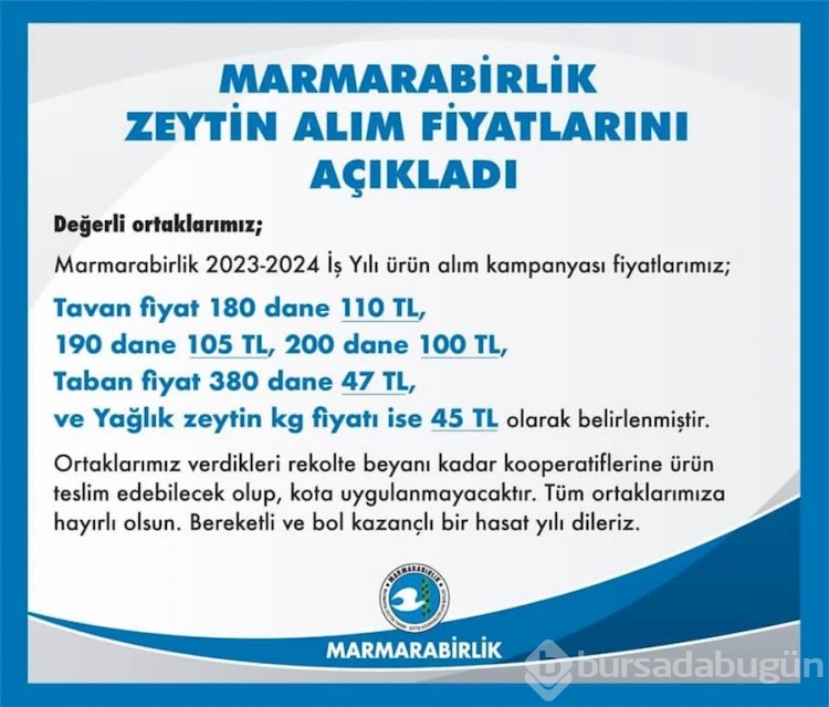 Marmarabirlik zeytin alım fiyatlarını açıkladı
