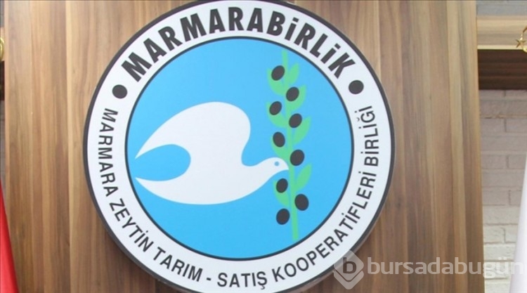 Marmarabirlik zeytin alım fiyatlarını açıkladı