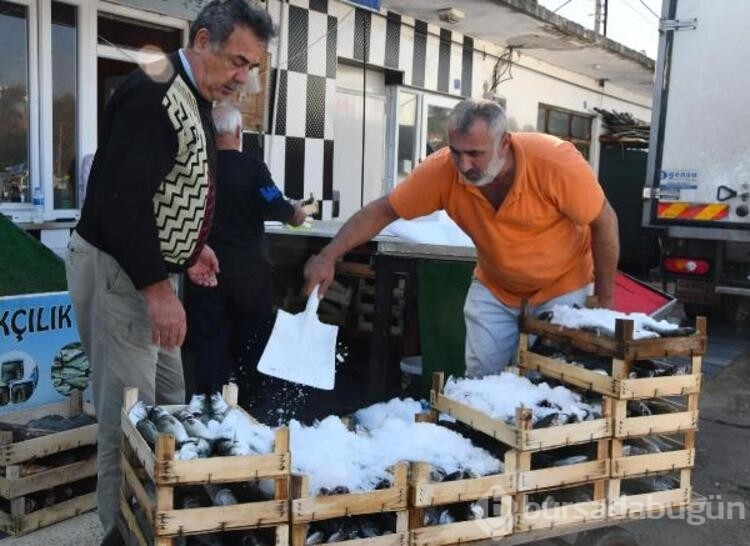 Kırklareli'de lüfer bolluğu; balıkçıların yüzü güldü