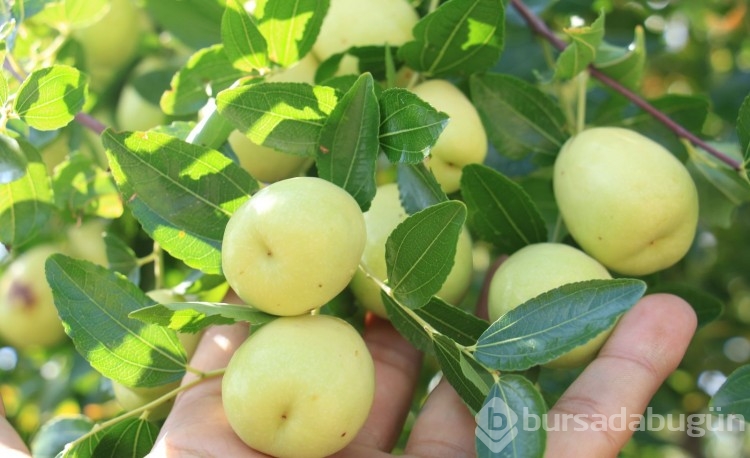 Faydaları saymakla bitmiyor: Hünnap, gelir kapıları oldu