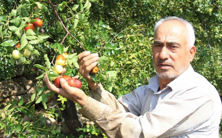 Faydaları saymakla bitmiyor: Hünnap, gelir kapıları oldu