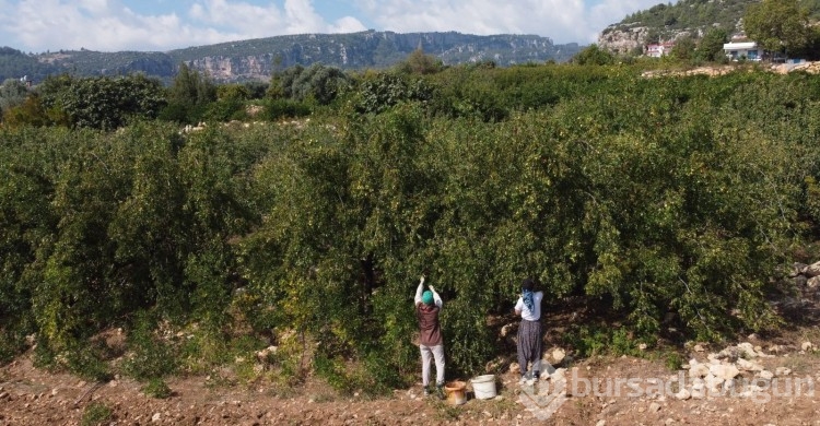 Faydaları saymakla bitmiyor: Hünnap, gelir kapıları oldu