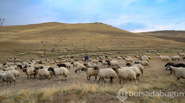 Van'da besicilere verilen "sürü" desteğiyle hayvan varlığı artırılıyor
