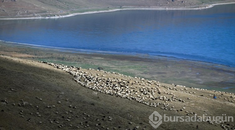 Van'da besicilere verilen "sürü" desteğiyle hayvan varlığı artırılıyor

