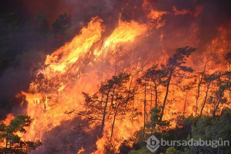 Marmaris'te sincap, yeşillenen alanlarda meşe palamudu gömerken kadraja takıldı
