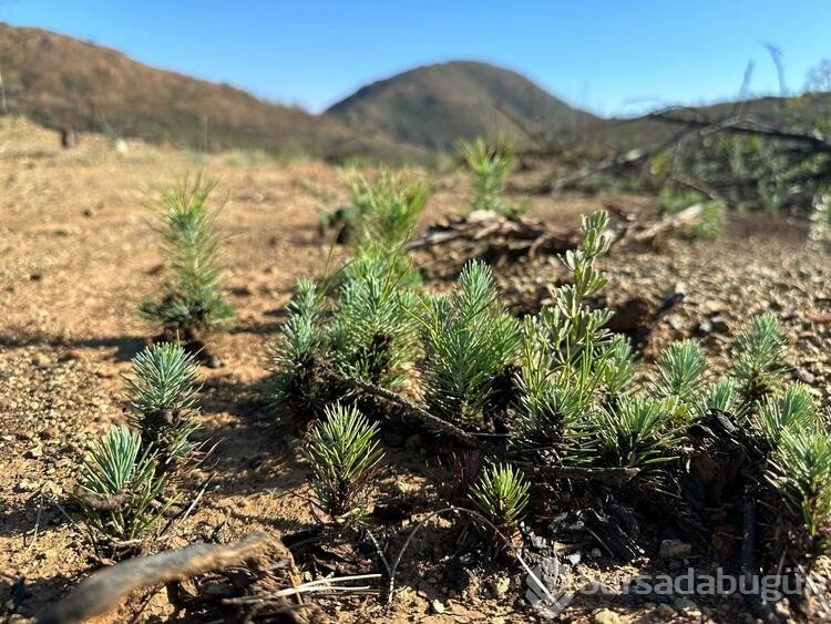 Marmaris'te sincap, yeşillenen alanlarda meşe palamudu gömerken kadraja takıldı
