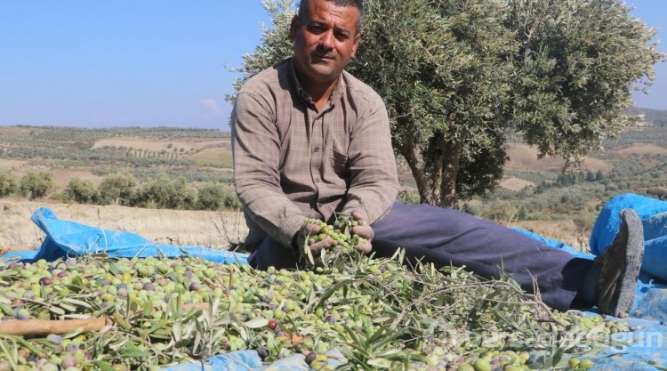 Fay hattının ikiye ayırdığı zeytinlikte hasat başladı

