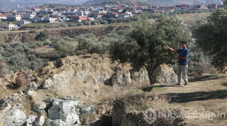 Fay hattının ikiye ayırdığı zeytinlikte hasat başladı
