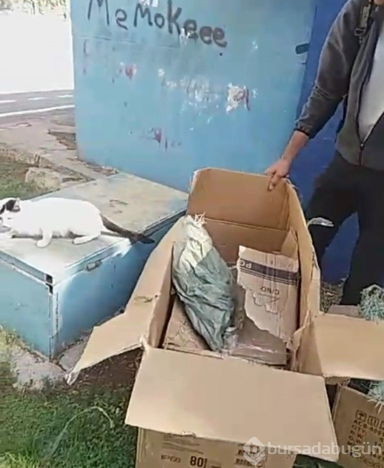 Poşete koyduğu kedileri parka bıraktı
