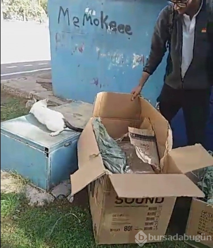 Poşete koyduğu kedileri parka bıraktı

