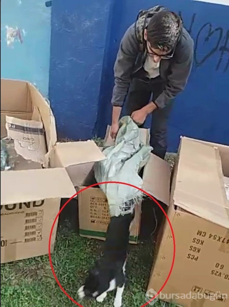Poşete koyduğu kedileri parka bıraktı
