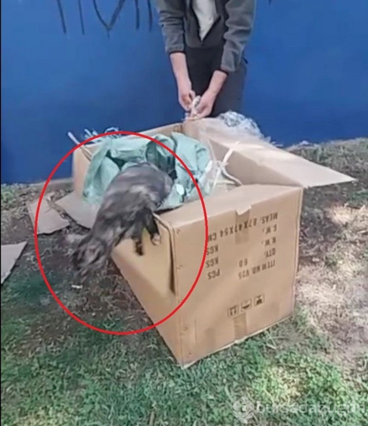 Poşete koyduğu kedileri parka bıraktı
