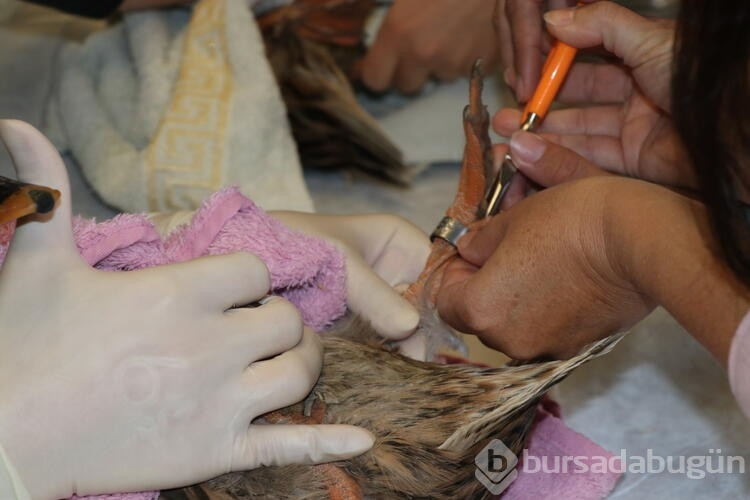 Yaralı hayvanlara 'halkalı' rehabilitasyon
