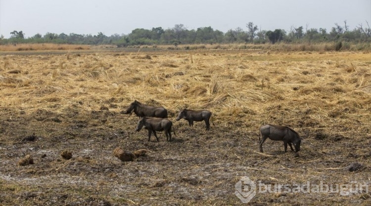 Afrika'nın doğa harikalarından Okavango Deltası'nda kuraklık hakim
