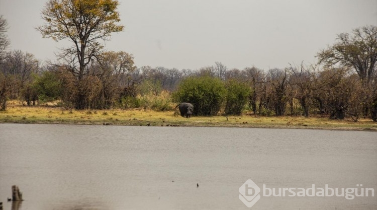Afrika'nın doğa harikalarından Okavango Deltası'nda kuraklık hakim
