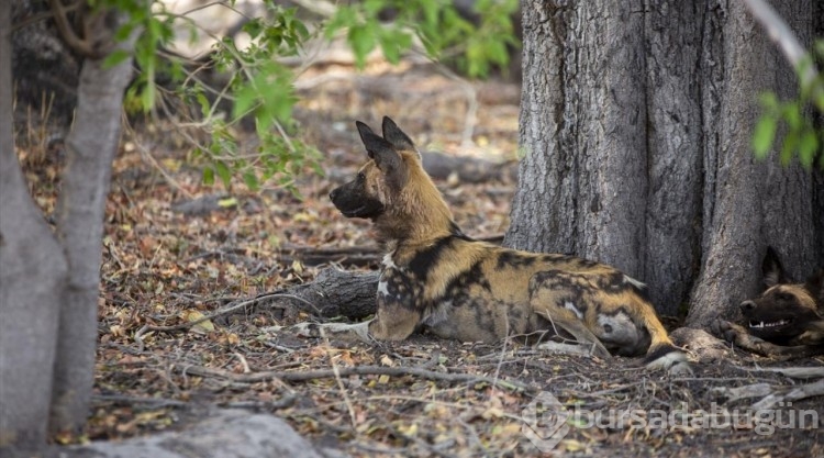 Afrika'nın doğa harikalarından Okavango Deltası'nda kuraklık hakim
